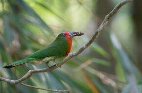 Brunei Popular Hub for Birdwatchers